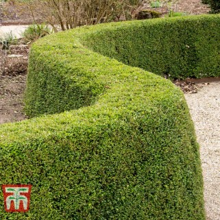 Sausmedis  blizgutis( lot.Lonicera nitida) Elegant