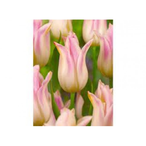Tulpės  Elegant LAdy 5 vnt 