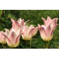 Tulpės  Elegant LAdy 5 vnt vazone