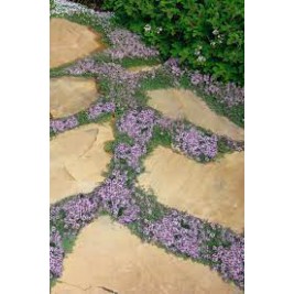 Čiobrelis paprastasis ( lot. Thymus serpyllum) Minor Čiobrelis paprastasis ( lot. Thymus serpyllum) Minor