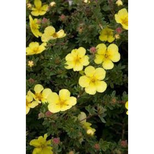 Sidabražolė krūminė ( lot. Potentilla fruticosa) Goldfinger