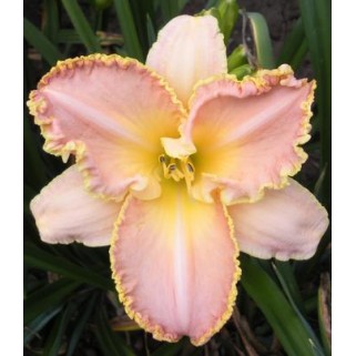 Viendienė  (lot.Hemerocallis )  Enchanced April