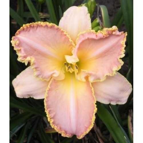 Viendienė  (lot.Hemerocallis )  Enchanced April