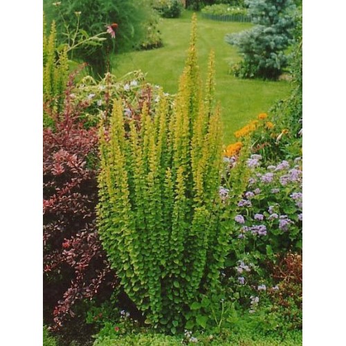 Raugerškis tunbergo ( lot. Berberis thunbergii)  Erecta