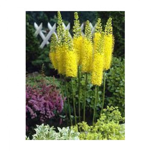 Eremuras  (lot.Eremurus ) Yellow Cleopatra