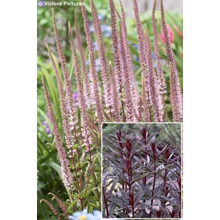 Veronikūnas virgininis ( lot. Veronicastrum virginicum) Erica