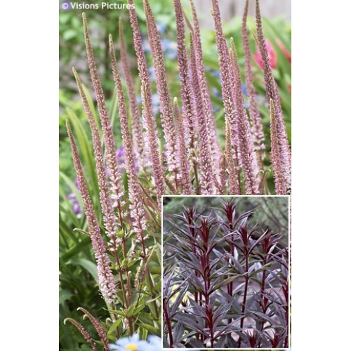 Veronikūnas virgininis ( lot. Veronicastrum virginicum) Erica