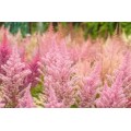  Astilbė (lot.Astilbe hybrida) Erika