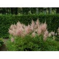  Astilbė (lot.Astilbe hybrida) Erika