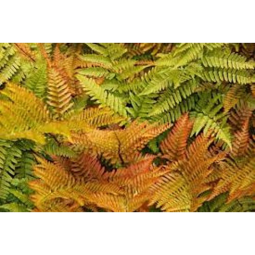 Papartis rudeninis (lot. Dryopteris erythrosora)