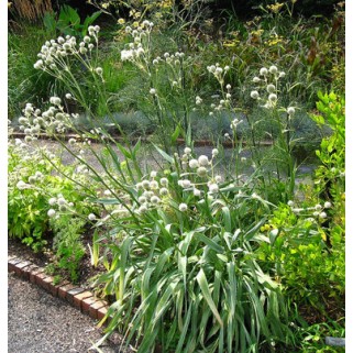 Zunda jukalapė ( lot. Eryngium yuccifolium)