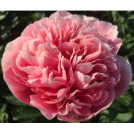 Bijūnas ( lot. peonia hybrida)  Etched Salmon, 2026 ruduo