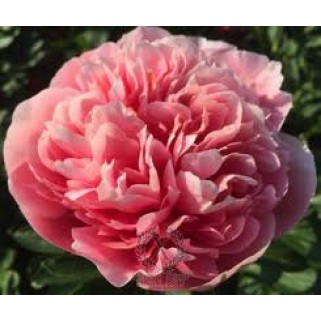 Bijūnas ( lot. peonia hybrida)  Etched Salmon, 2026 ruduo