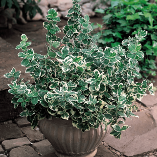 Ožekšnis fortūno ( lot. Euonymus fortunei) Emerald Gaiety