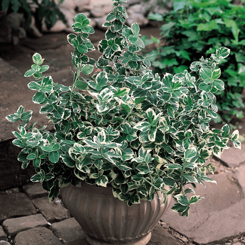Ožekšnis fortūno ( lot. Euonymus fortunei) Emerald Gaiety
