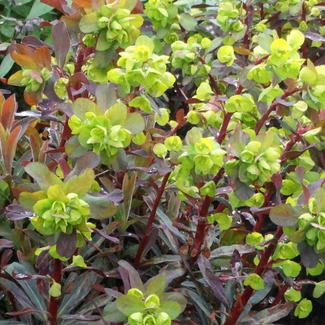 Karpažolė (lot. Euphorbia amygdaloides) Walberton's Ruby Glow