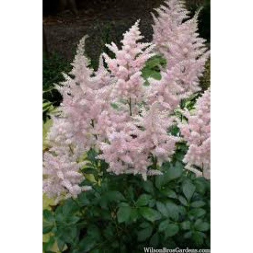 Astilbė arendso (lot. Astilbe arendsii) Europa