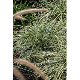 Viksva ( lot. Carex oshimensis) Everest