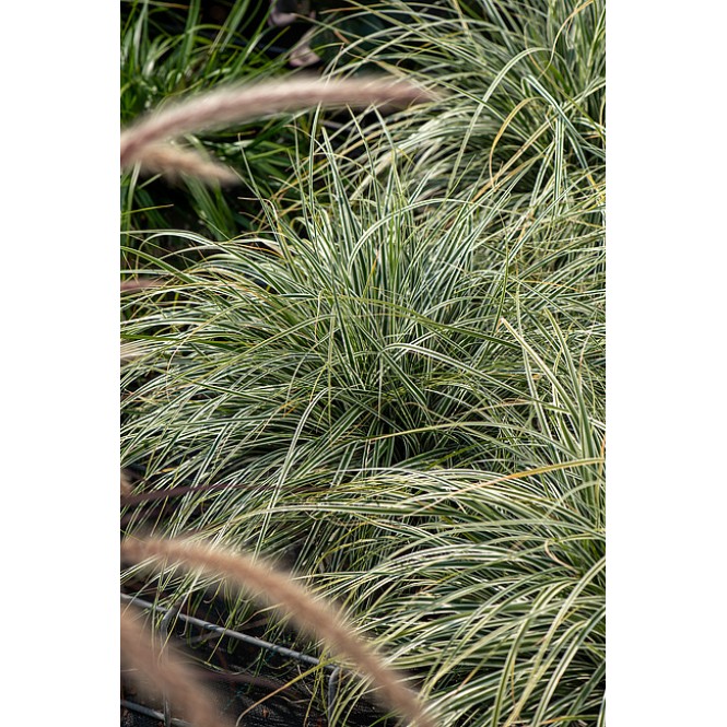 Viksva ( lot. Carex oshimensis) Everest