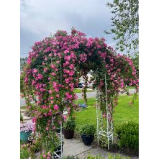 Rožė vijoklinė  lot. Rosa ) Excelsa