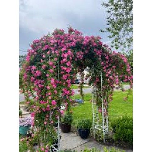 Rožė vijoklinė  lot. Rosa ) Excelsa