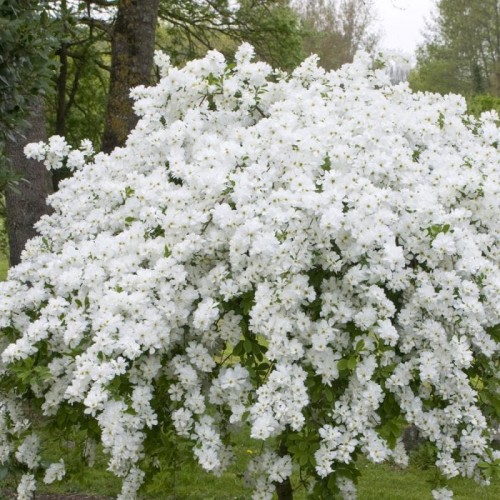 Egzochorda  ( lot. Exochorda macrantha)  The Bride