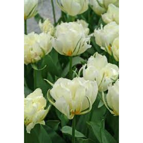 Tulpės  Exotic Emperor 100 vnt