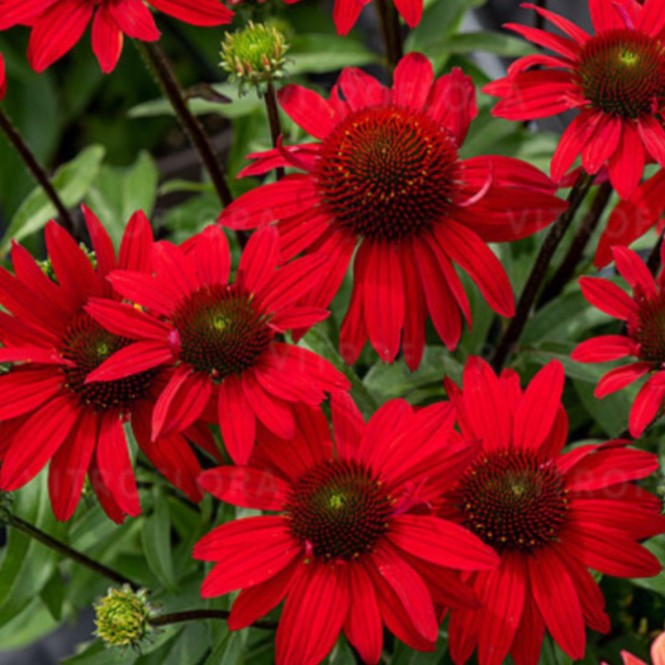 Ežiuolė (lot.Echinacea purpurea) Sunmagic Vintage Fantastic Scarlet Ežiuolė (lot.Echinacea purpurea) Sunmagic Vintage Fantastic Scarlet