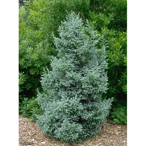 Puskiparisis žirniavaisis ( lot. Chamaecyparis pisifera)  Boulevard