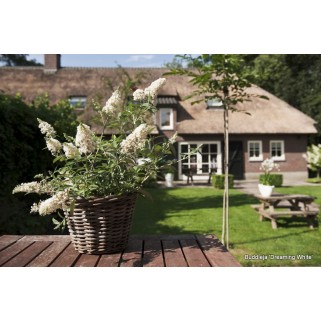Budlėja ( lot. Buddleja davidii) Dreaming White