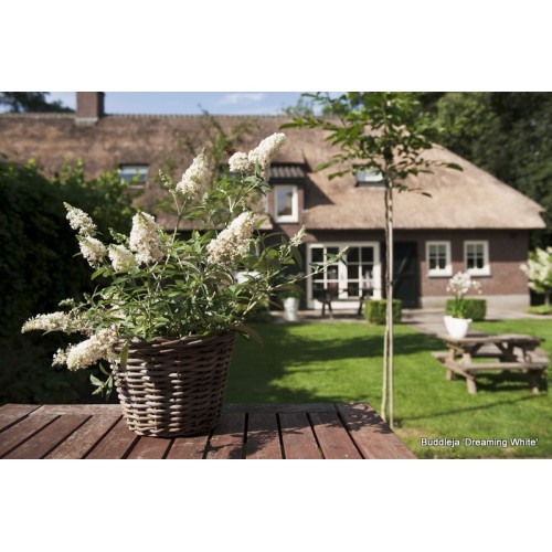 Budlėja ( lot. Buddleja davidii) Dreaming White
