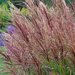 Miskantas kininis  ( lot. Miscanthus chinensis ) Fabiola red