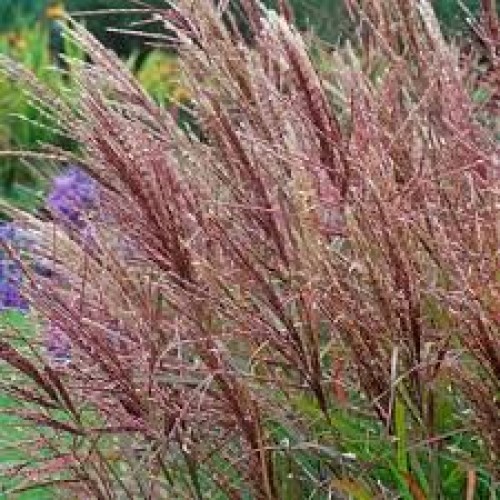 Miskantas kininis  ( lot. Miscanthus chinensis ) Fabiola red