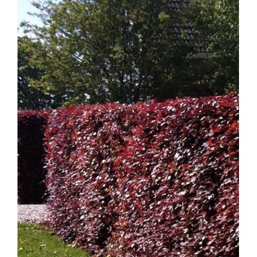 Bukas ( lot. Fagus sylvatica) Atropunicea