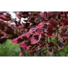 Bukas ( lot. Fagus sylvatica) Tricolor