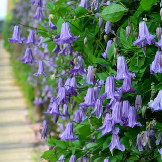 Raganė ( lot.Clematis viticella) Fairy Bells