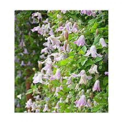 Raganė ( lot.Clematis viticella) Fairy Slippers