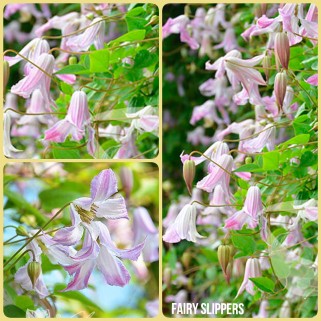 Raganė ( lot.Clematis viticella) Fairy Slippers