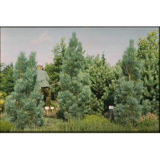 Pušis paprastoji ( lot. Pinus sylvestris )  Fastigiata