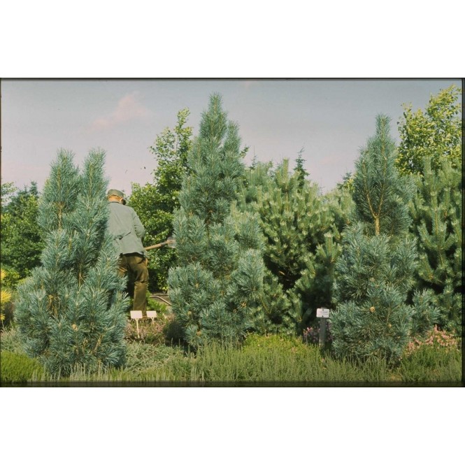 Pušis paprastoji ( lot. Pinus sylvestris )  Fastigiata