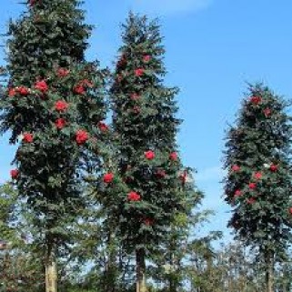 Šermukšnis koloninis( lot. Sorbus aucuparia) Fastigiata