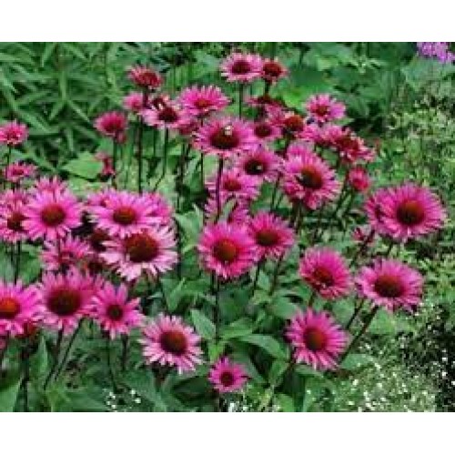 Ežiuolė rausvažiedė (lot.Echinacea purpurea) Fatal Attraction