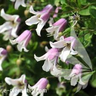 Raganė ( lot.Clematis viticella) Fay