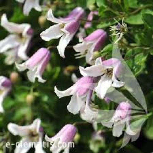 Raganė ( lot.Clematis viticella) Fay