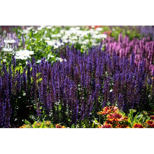 Šalavijas ( lot. Salvia nemorosa) Midnight Purple