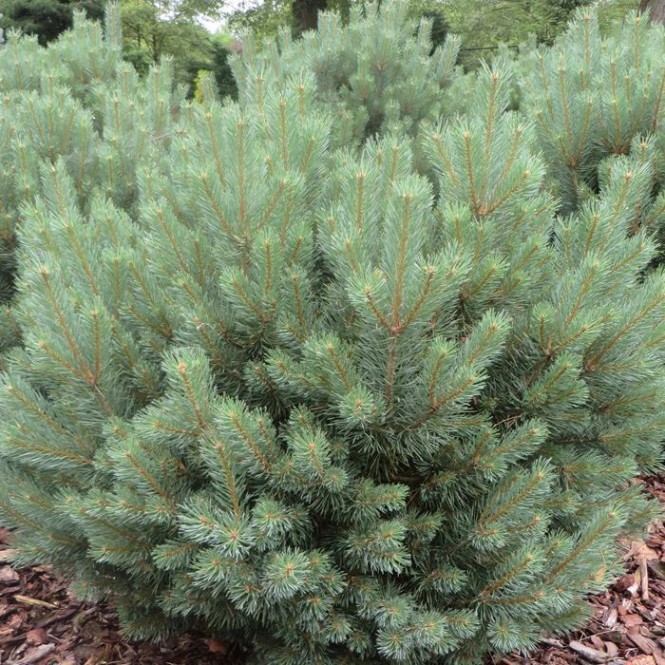 Pušis paprastoji ( lot. Pinus sylvestris )  Watereri