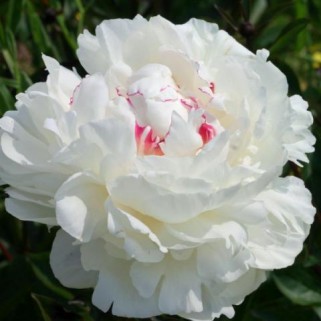 Bijūnas puikusis ( lot. peonia lactiflora) Festiva Maxima 2026 ruduo