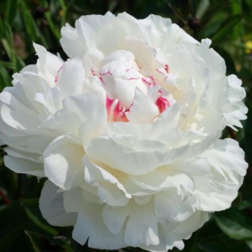 Bijūnas puikusis ( lot. peonia lactiflora) Festiva Maxima 2025 ruduo