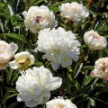 Bijūnas puikusis ( lot. peonia lactiflora) Festiva Maxima 2025 ruduo