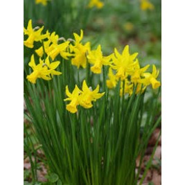 Narcizas ( lot. Narcissus) February Gold, 5 vnt Narcizas ( lot. Narcissus) February Gold, 5 vnt